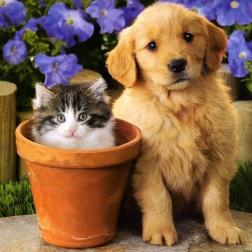 kitten in a flower pot next to golden retriever puppy